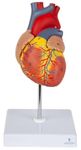 Myaskro® ✮ Heart Model(Life-Size) - Extremely Premium And Precise ✮ 96% Anatomical Accuracy ✮ Numbered To Show Detailed Anatomical Features ✮ Showing 48 Anatomical Structures ✮With Detailed Study Guide