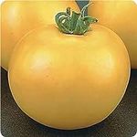 Lemon Boy Tomato F1 Hybrid Seeds (4
