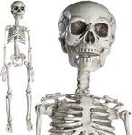 PREXTEX 30” Skeleton - Halloween Skeleton with Movable Joints for Indoor and Outdoor Décor - 2.5ft Full Size Skeletons Halloween Decorations - Durable Halloween Plastic Skeleton for Spooky Displays