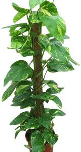 Indoor Plant -House or Office Plant -Scindapsus aureus - Devil's Ivy 85cms