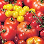 Seedscare India: Heirloom Collection of Major 10 Types of Tomatoes Big, Round and Cherry (50+ Seeds Each)