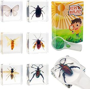 EJLIFEBOX 6 PCS Resin Insect Specimen Set, Butterfly, Jewel Frog Beetle, Silk Moth, Chafer, Stinkbug, Wasp, Science Education Toy for Kids