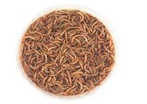 The Mealworm Company LIVEFOODS DIRECT Live Mini Mealworms Tub 55g Livefoods Direct Reptile 9-13mm