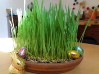 Wheat Grass For Planting