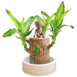 Bluelife Enterprise Brazilian Wood, Magical Sprouting Brazilian Lucky Wood Plant, Mini Brazilian Wood Hydroponic Plant Decor with Groot, Home Decor Purify Indoor Air (Wood+Doll)