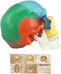 Human Colored Skull Model, Life Siz