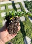 Ruschia Lineolata 'Nana' - Dwarf Carpet of Stars Bareroot Plugs - Drought Tolerant Lawn Substitute - Succulent Lawn Substitute - PPAF - 10ct