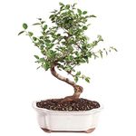 Brussel's Bonsai Live Chinese Sweet Plum Indoor Bonsai Tree - 5 Years Old 6" to 10" Tall with Decorative Container, Medium,