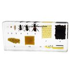 Rainbow_Road Real Life Cycle of Honeybee Development Specimen Resin Desk Paperweight Honeybee Grow Taxidermy Science Classroom Specimen for Science Education