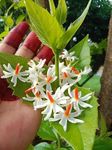 Live 12 months flowering Parijat/Baromasi flowering | Harsingar live Plant & Tree | Night Flowering Jasmine | Night Queen Highly Fragrant Plant | Pack of 1 (harsingar plant)