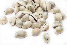 Mohan Shoppe Natural Single Drilled Hole Natural Cowrie Kauri Shell Beads for Adornment Beads/Jewlery Making, Package of 100 Gram (Natural)
