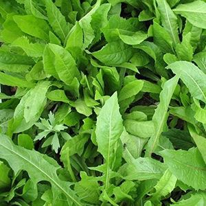 Chicory Fo