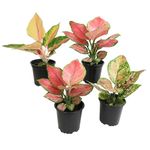 Chinese Evergreen Live Plant Assortment 4PK, Aglaonema Live Plant 4 Inch Plant Pots, Office Plants, Live House Plants Indoors, Live Plants Indoor Plants Live Houseplants Live Indoor by Plants for Pets