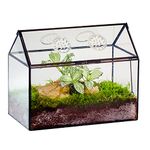 NCYP Glass Terrarium Box with Lid and Air Holes for Snails, Succulents Plants - 26x15x21 cm - Tabletop Decor, Black (Terrarium Only)