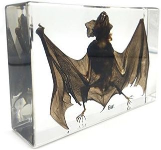 Bat Specimens Science Classroom Specimen for Science Education（5.3x3.5x1.4）