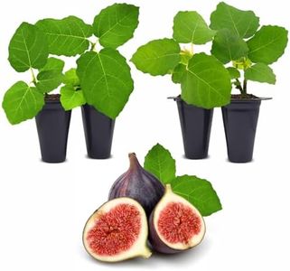 Fig Tree Chicago Hardy Live Plant (4 Pack) Cold-Hardy Live Plants to -10°F | Easy to Grow Plants | Edible Fruit Plant | Grow Your own Food on Your Edible Organic Garden| Live for Planting.