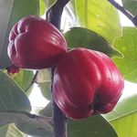 Rare Exotic Red Water Apple Tree Live plant hybrid All Time (Air Layered) Healthy Live Plants & Tree (1-1.5 Ft Size) "Special Variety"(Fruit After 1 Year) Pack of 1