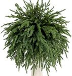 12 Pcs Norfolk Pine Branches 17" Artificial Pine Needles Branches Fake Greenery Picks Norfolk Pine Stems for Christmas Tree Vase Fillers DIY Crafts Garland Wreath Home Winter Decorations (12, Green)