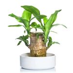 Draceana Warneckii indoor plants for living room, brazilian wood plant for living room plants indoor for bedroom | without pot |plants for home decor | plant for office desk (1)