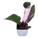 Barbie Indoor Plants