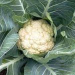 Cauliflower Snowball Early 25 Seeds