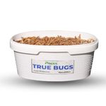 PISCES True Bugs Live Larvae Mealworms 100 Pcs | High Protien Treat Food for All Life Stages Aquarium Fishe Like Arowana,Oscar & Birds,Reptile, Monkey