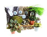 Terrarium Starter Kit Large, Complete Kit with Living Plants Included