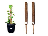 Cocogarden Coco Coir Pole Moss Stick Support Money Plants and housing Climber Plants, Height 2 Feet, Pack of 2