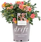 2 Gallon Drift Rose Peach Shrub