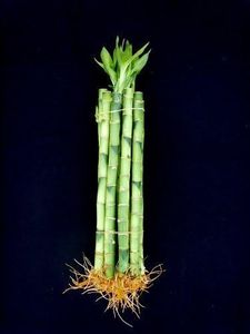 10 Stalks (1 Bundle) of 6" Straight Lucky Bamboo for Feng Shui or Gifts Sold by JM Bamboo