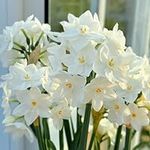 5 Pack Daffodil Bulbs for Planting, Bulb Size 16/18cm, Easy to Grow, Daffodil Bulbs for Spring Planting, Perennial Flower Daffodil (Size : Paper White)