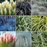 5 X Mixed Grasses - Evergreen Outdoor Grasses in 9cm Pot UK Grown