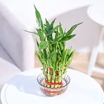 Ugaoo Lucky Bamboo 2 Layer Feng Shui Plant