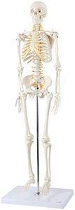 Axis Scientific Mini Human Skeleton Model with Metal Stand, 31" Tall with Removable Arms and Legs, Easy to Assemble, Includes Detailed Product Manual for Study