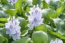 Water Hyacinths Floating Water Gard