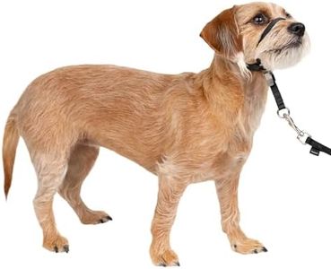 PetSafe Ge