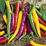 Seeds Ornamental Hot Chili Pepper Mix Heirloom Vegetable for Planting Non GMO