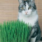 Canada Grown No.1 Cat Grass Seeds (200+ Seeds) - High Germination Rates -Easy to Grow- Indoor or Outdoor - Comes with Growing Instructions- Your cat Will Love it