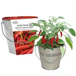 pronto seed Grow Your Own Red Hot Cayenne Chilli Pepper from Seed Kit with Galvanised Bucket Planter - Gardening Gifts Women and Men - Great Beginner Friendly