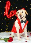 Dog-O-Bow Red Tuxedo (Large)