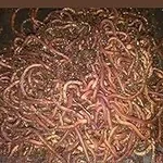 700 red Wiggler composting Worms