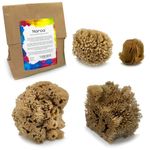 Naroa Artist Natural Sea Sponges for Painting | Unique Sponges Set Unbleached | Great for Artists & Children | Acrylic, Watercolor, Marbling, Texturing, Pottery, Ceramics (Artist - 4 Pack)