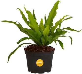 Costa Farms Bird's Nest Fern, Live Indoor Plant, Houseplant in Nursery Planter Pot, Room and Home Décor, Housewarming, 1 Foot Tall