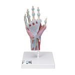 3B Scientific M33/1 Hand Skeleton Model With Ligaments And Muscles + free Anatomy App - 3B Smart Anatomy