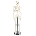 breesky Scientific Human Skeleton M