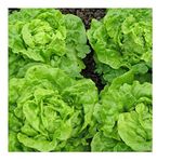 PREMIER SEEDS DIRECT - Lettuce - Tom Thumb - 1700 Finest Seeds