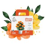 Pot and Bloom Marigold Kit| Plant for Home Gardening| Plant Seeds, A Pot, Potting Mix (Soil & Fertilizer Mix), Nutrition and Protection Spray| Gardening Kit For Beginners | DIY Kit