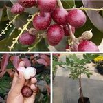 THE GREEN DOTCOM Red Longan Fruit Plant Orignal Grafted Fruit Live Plants & Tree Healthy Plants | Lichi Sweet Fruit Plant Air layered || PACK OF 1