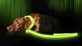 Illumiseen LED Light Up Dog Leash |