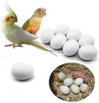 FOIBURELY 8 Pcs Solid Parrot Plastic Eggs Hatching Eggs Green Cheek, Lorikeet&Ringneck Dove, Quaker, Cockatiel. Trick The Birds to Stop Laying Eggs, Plastic Eggs